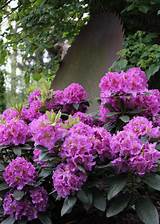 Large Flowering Shrubs For Shade Images