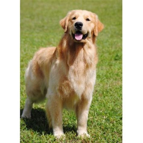 Autumn Lake Golden Retrievers, Golden Retriever Breeder in ...