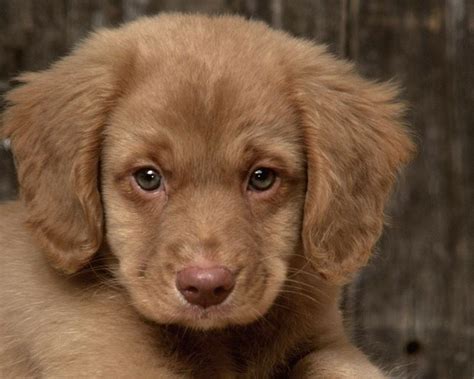 Vi siete mai chiesti quante razze di cani ci sono? cani cuccioli da adottare - Canile - cani cuccioli da ...