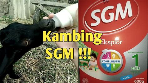 Anak Kambing Minum Susu Sgm Youtube