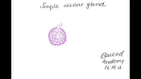 Simple Acinar Gland Histology Diagram Youtube
