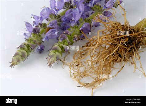 Makandi Root Coleus Forskholii Hi Res Stock Photography And Images Alamy