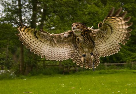 Eurasian Eagle Owl (Bubo bubo) ~ My Pet