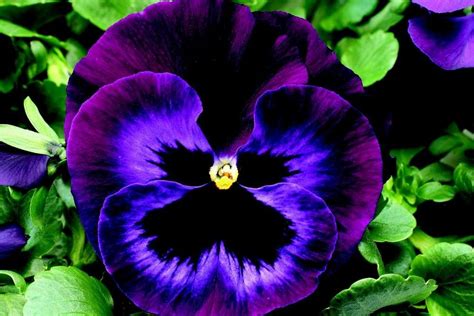 Pansy Alchetron The Free Social Encyclopedia