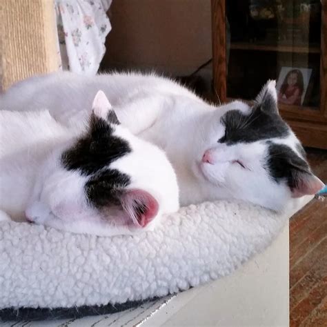 Nashville cat rescue operates in the davidson county area. Pets for Adoption at The Purr Factory, in Nashville, TN ...
