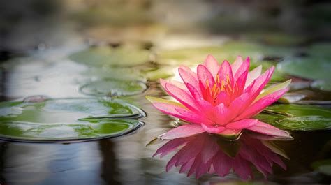 Art Group Explores The Lotus Flower Choice Of Ny