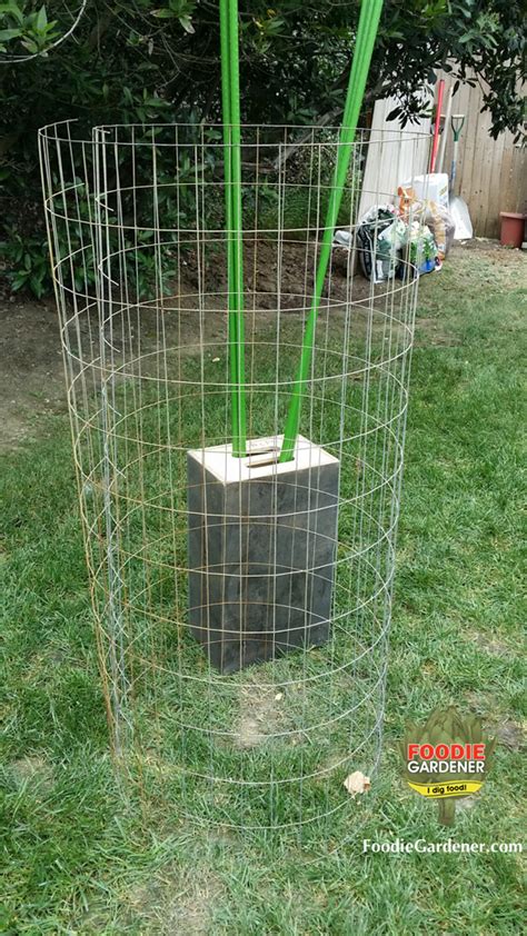 Tall Metal Tomato Support Cages The Foodie Gardener™