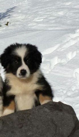 Use the search tool below and browse adoptable border collies! Tri Color Border Collie Pup for Sale in Sandy, Oregon Classified | AmericanListed.com