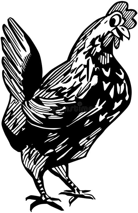 Happy Chicken Stock Illustrations 61928 Happy Chicken Stock