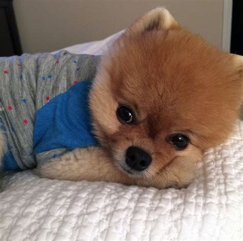 Owning a teddy bear pomeranian is sure to a rewarding experience as they are known to be friendly to everyone and training the pooch is sure to be fun and easy thanks to their bright personality. 18 Best Pomeranian Teddy Bear Cut Pictures - Page 3 - The Paws