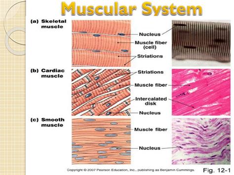 Ppt Muscular System Powerpoint Presentation Free Download Id2189080
