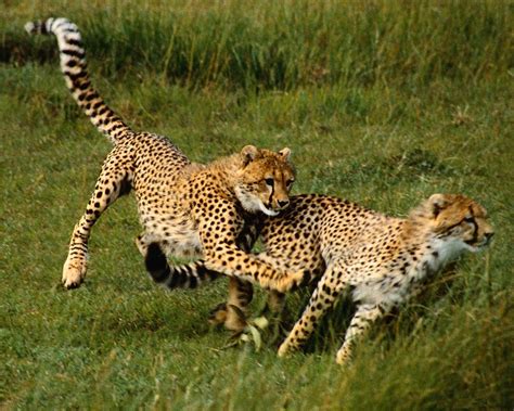 Beautiful Animals Safaris: The Fastest Cheetah in the World and the