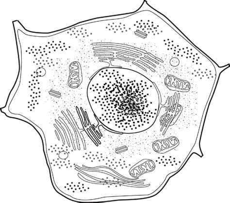 Science Cell Animal Nucleus Golgi Body Outline Classroom Clipart