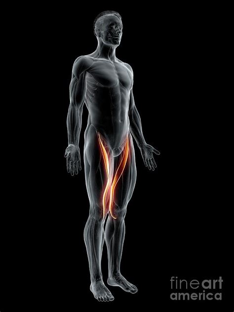 Sartorius Muscle Photograph By Sebastian Kaulitzki Science Photo Library Fine Art America