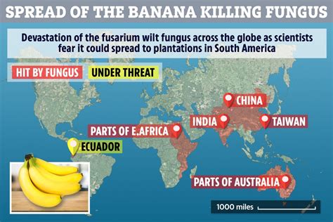 Worlds Most Popular Banana Could Become Extinct As Disease And Pests