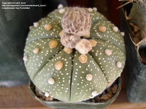 See apartments for rent at cactus la in los angeles, ca on zillow.com. PlantFiles Pictures: Silver Dollar Cactus, Texas Star ...