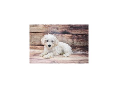 Schnoodle Dog Male White 2957438 Animal Kingdom Puppies N Love