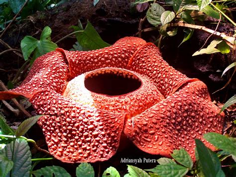 Baru Bunga Langka Rafflesia Arnoldi Berasal Dari Negara My Xxx Hot Girl