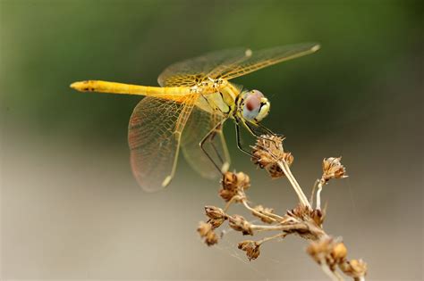 Yellow Dragonfly By Ismael Espinosa On 500px Dragonfly Dragonfly