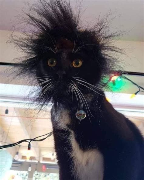 Pin On Cats