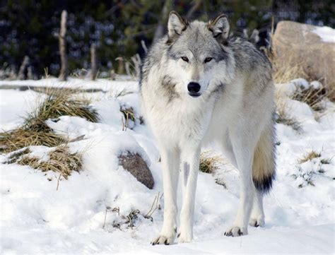 After 70 Years Wolves Have Been Reintroduced At Yellowstone National Park And The Results Are