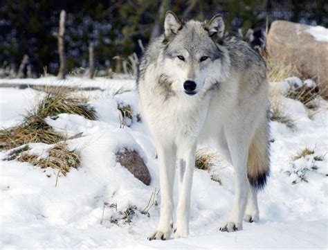 After 70 Years, Wolves Have Been Reintroduced at Yellowstone National