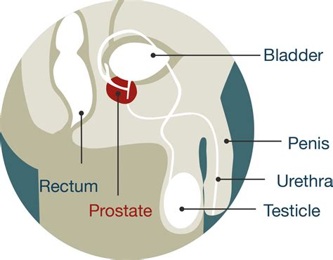 Anatomi Prostat Pada Organ Genitalia Pria Anatomi Tutorial My Xxx Hot
