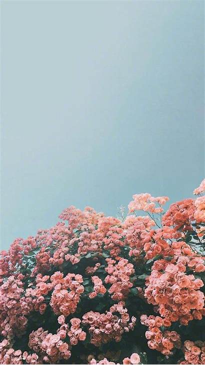 Iphone Trendy Summer Background Nature Aesthetic Cool