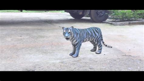 Ever Seen A Blue Tiger Maltese Tiger Cg Youtube