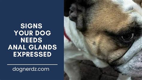 5 Signs Your Dog Needs Anal Glands Expressed Dog Nerdz