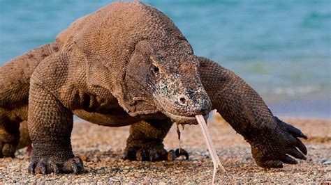 Komodo Dragons Nwf Ranger Rick