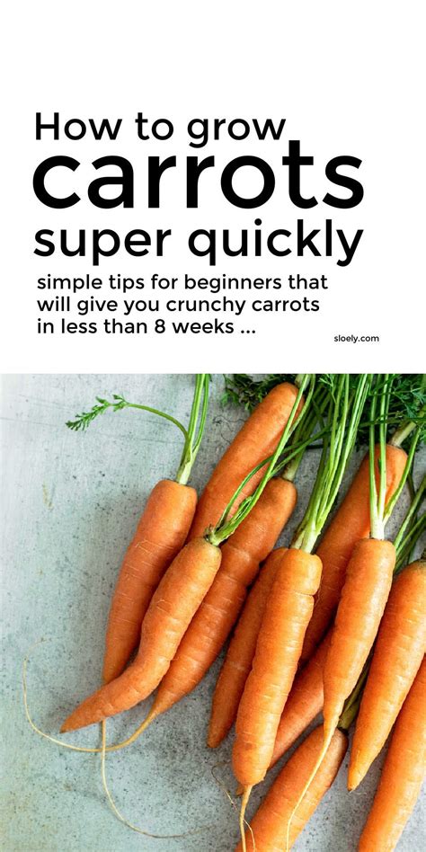 How To Grow Carrots Quickly Organically Growing Carrots How To Plant