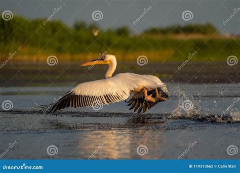 Pelican Take Off With A Water Splash A Common Sighting In The D Stock