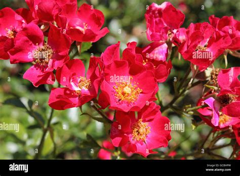 Floribunda Roses Hi Res Stock Photography And Images Alamy
