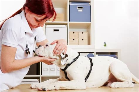 When To Euthanize A Dog With Hemangiosarcoma Vet Advice An Tâm