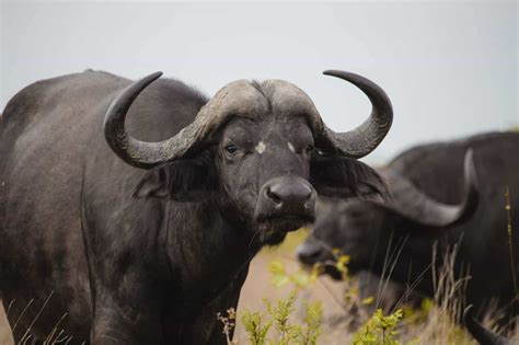 Some camels are prized for their good stock, racing qualities, breeding qualities etc. How Much Does An African Safari Cost? | Alajode Travel Blog