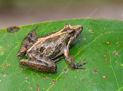 Florida Cricket Frog Stock Image F0319590 Science Photo Library