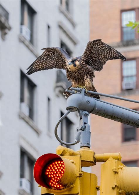 Vee Nabong On Twitter One Of The Young Peregrine Falcons Literally