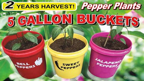 Planting Peppers In 5 Gallon Buckets Sweet Bell Jalapeño Youtube