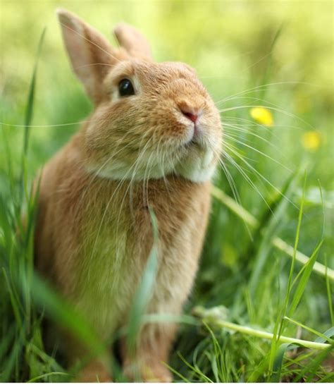 Beetroot, brussels sprouts and cabbage can cause gas so should be limited, while carrots are quite high in sugar so no rabbit should be chomping on them as often as bugs bunny was. Can Rabbits Eat Asparagus Or Should It Go On The Veggie No ...