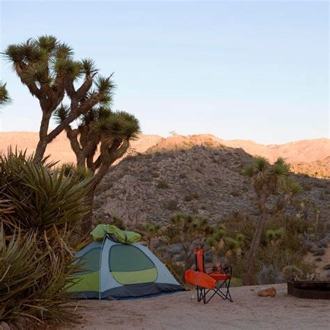 Color Photo Of A Tent Campsite Set Up At Dusk With A Joshua Tree