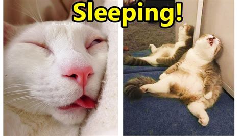 Cats Funny Sleeping Hey Cat Wake Up Funny Cat Videos 2020