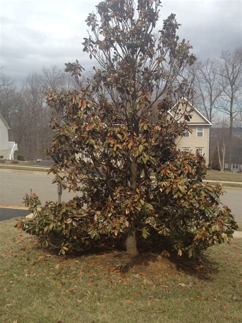 Southern Magnolia Not Looking Good After Two Tough Winters