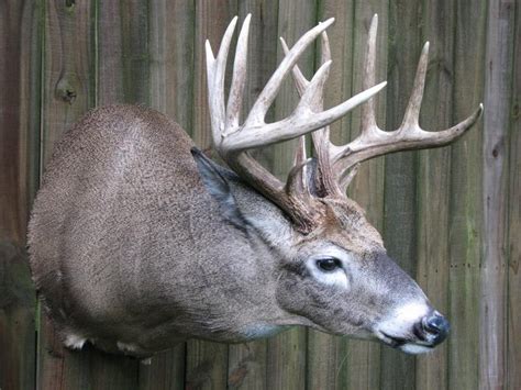 Pics Of Whitetail Sneak Mounts Welcome To The Taxidermy