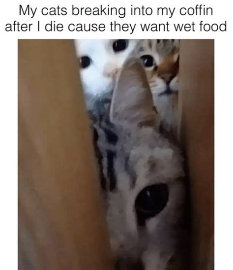22 Very Funny Cat Memes For People Who Are Convinced Their Cats Are