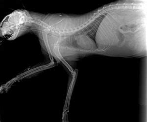 Cost depends on the veterinary hospital but factors that weigh in will include expertise of the vet, quality of the whole practice, environmental then you have labor. Cat X-Ray Cost - Will it Break the Bank? | Cats Are On Top