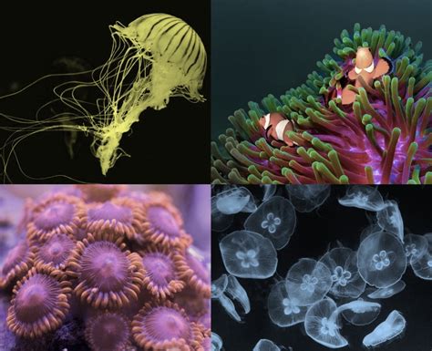 Types Of Cnidarians