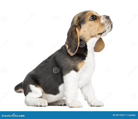 Side View Of A Beagle Puppy Sitting Looking Up Isolated Stock Image