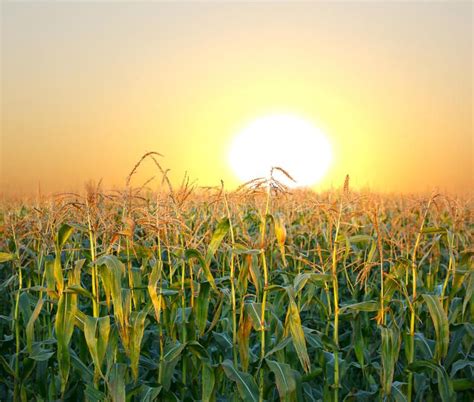 Corn Field At Evening Sunset Sponsored Field Corn Sunset