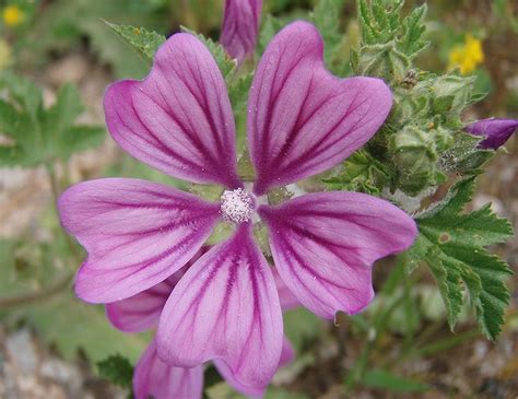Common Mallow Facts And Health Benefits
